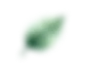 葉っぱ
