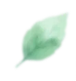 葉っぱ