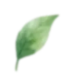 葉っぱ