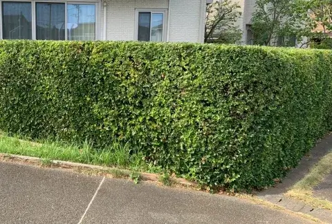 木の写真