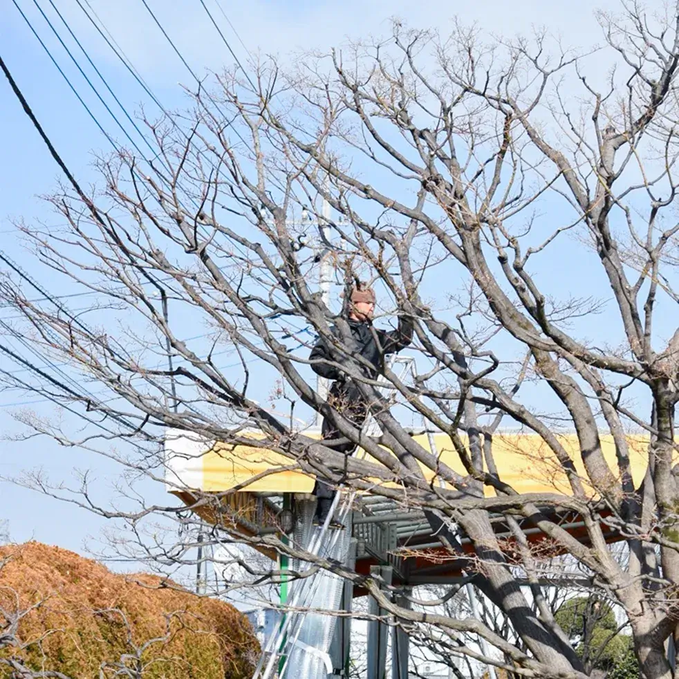 木の写真