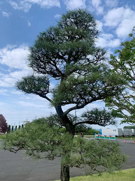 Instagramの投稿写真2：剪定後の木