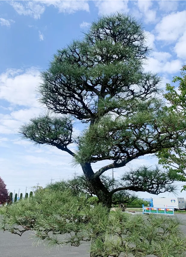 剪定後の画像