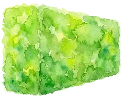 生垣のイラスト