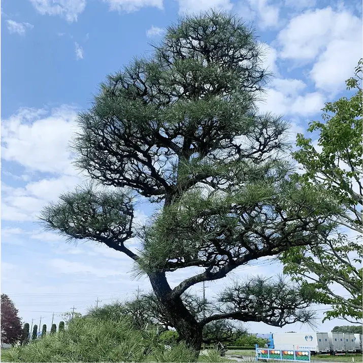 剪定の画像