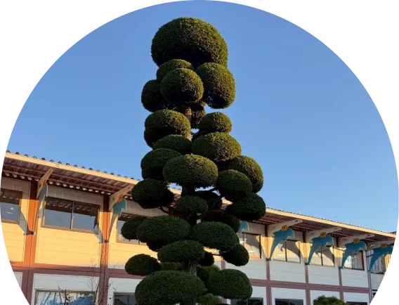 庭木の剪定・刈り込みの画像