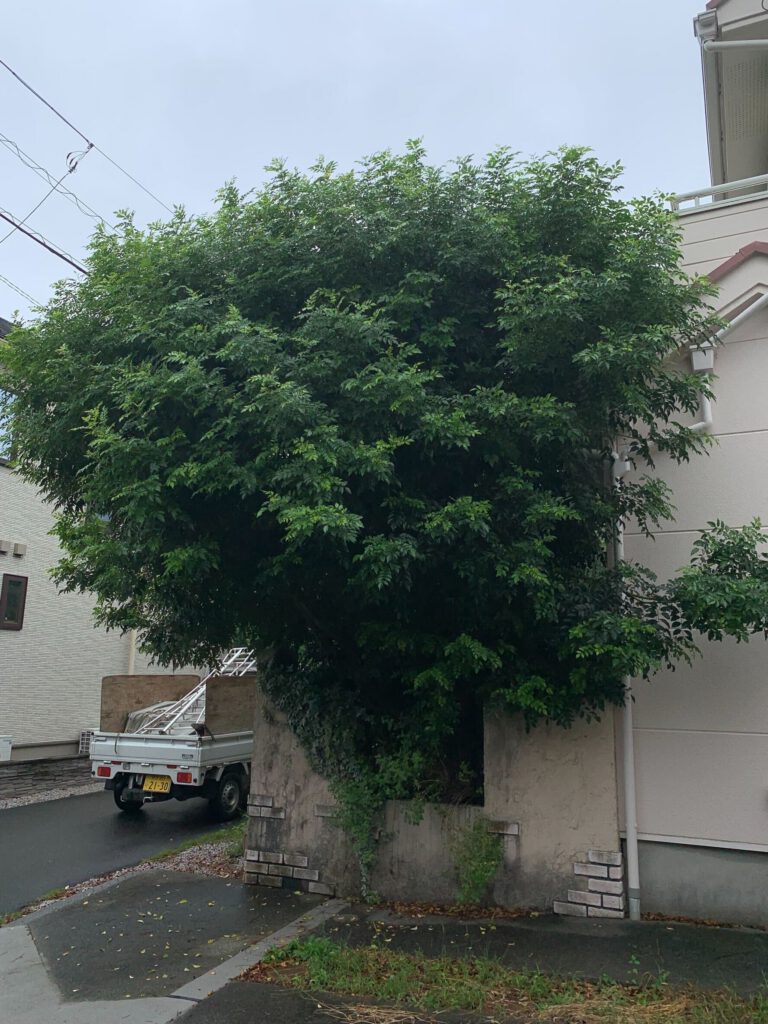 シマトネリコの剪定 施工前