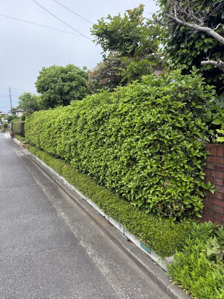 入間市Y様邸　生垣刈込作業 施工前
