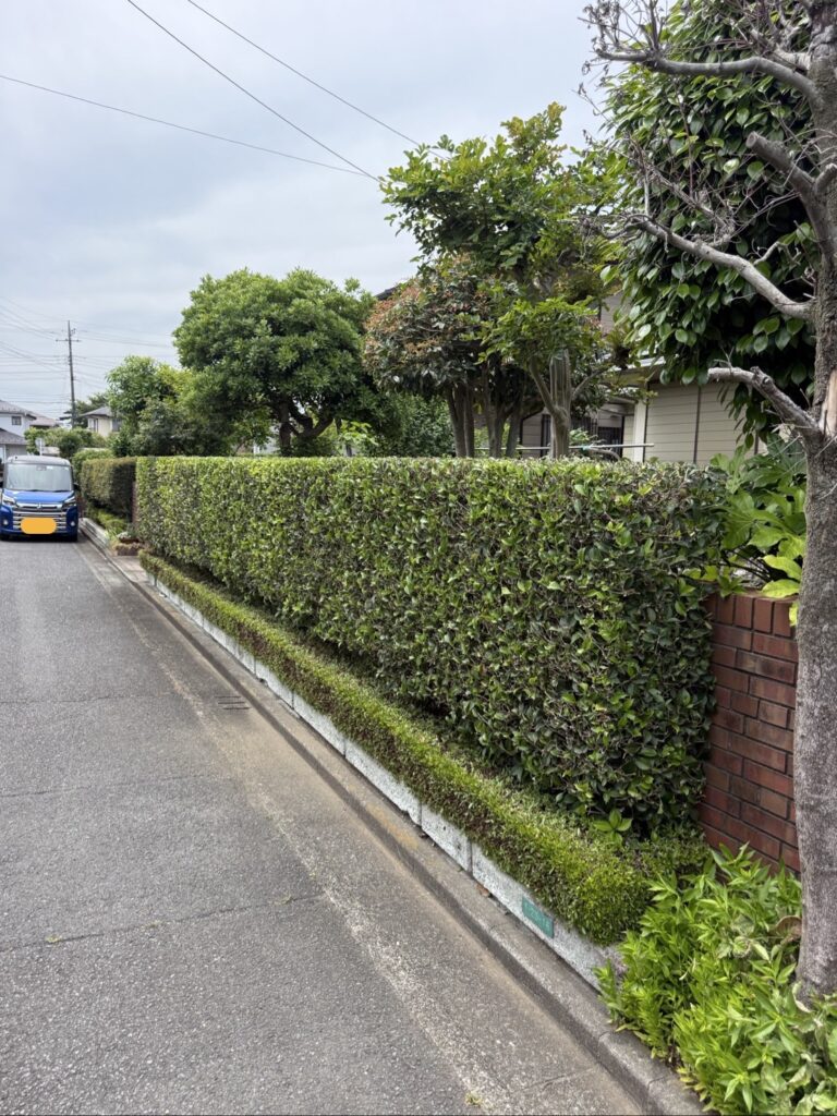 入間市Y様邸　生垣刈込作業 施工後