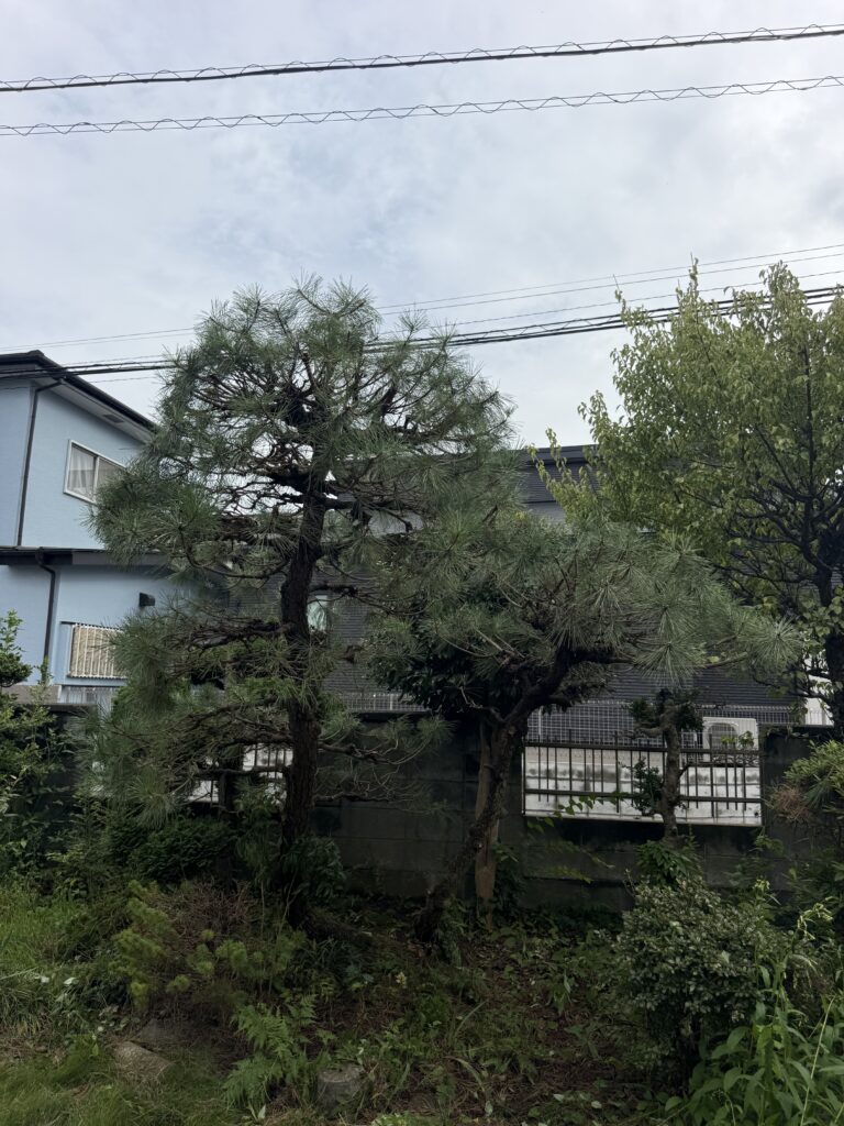 入間市N様邸 クロマツ剪定 施工後
