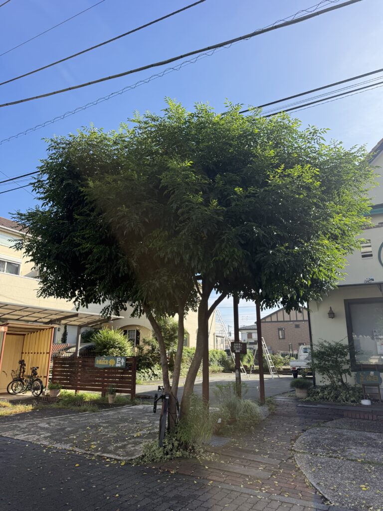 東大和市O様邸 シマトネリコ剪定作業 施工前