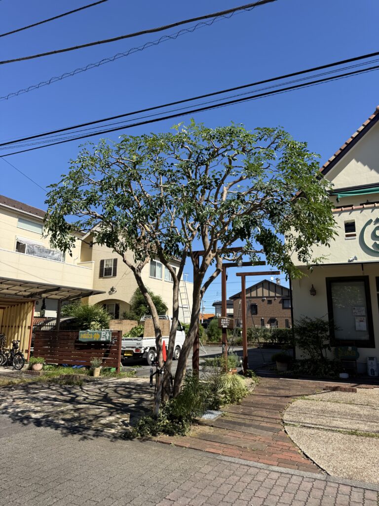 東大和市O様邸 シマトネリコ剪定作業 施工後