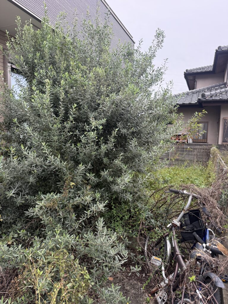 入間市H様邸 除草、抜根、防草シート張り 施工前