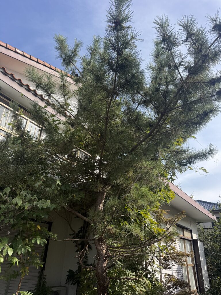 入間市M様邸 クロマツ強剪定作業 施工前